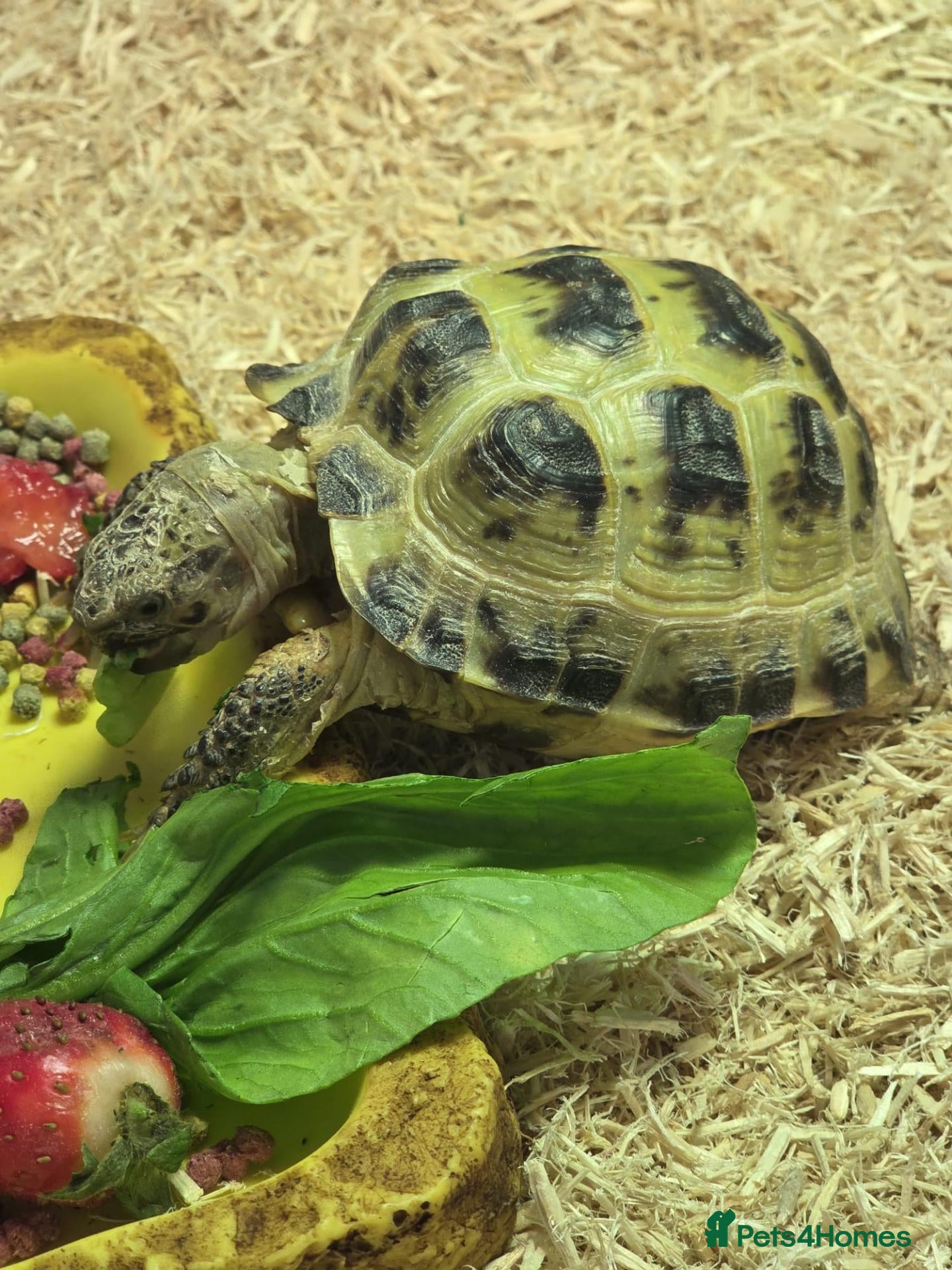 Tortoise reptiles Horse field tortoise female - Advert 1
