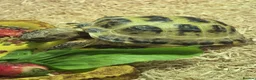 Tortoise reptiles for sale: Horse field tortoise female - Advert 1