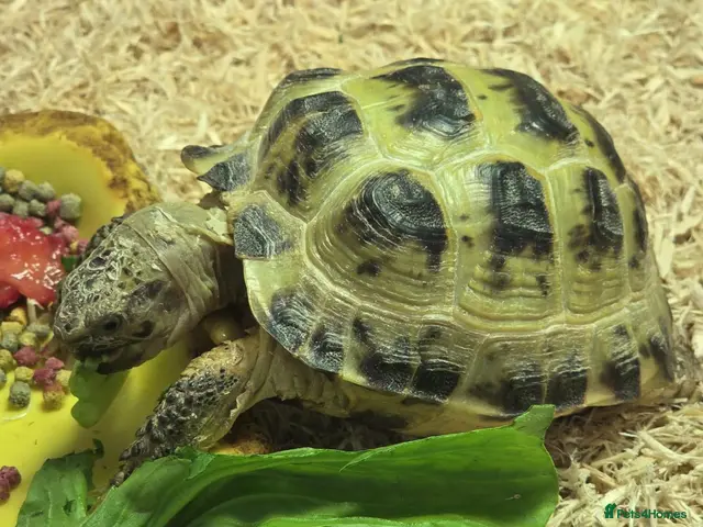 Tortoise reptiles for sale: Horse field tortoise female - Advert 1