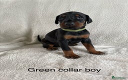 Dobermann dogs for sale: Beautiful European KC reg Doberman Puppies - Image 28