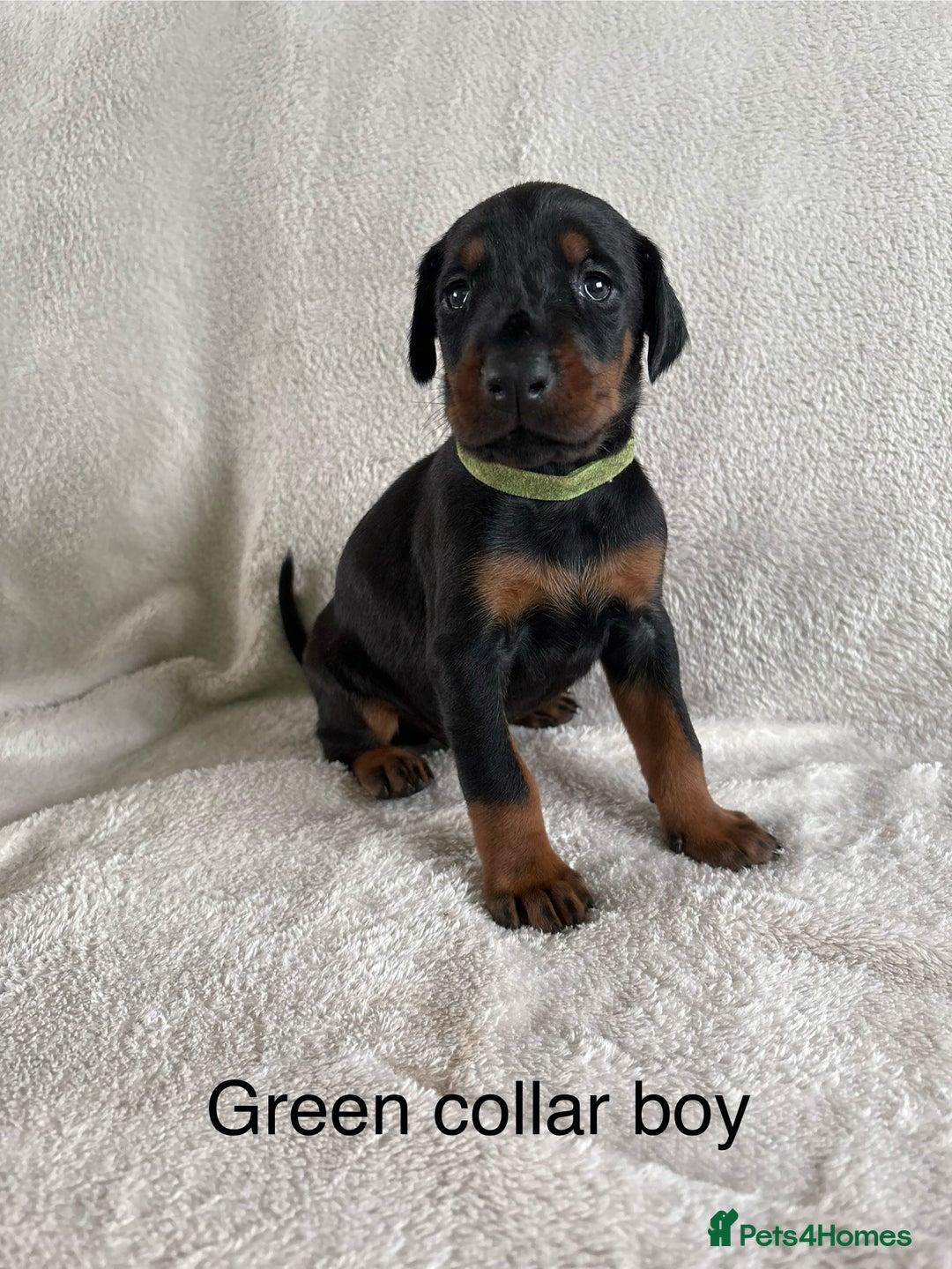 Dobermann dogs for sale: Beautiful European KC reg Doberman Puppies - Image 28
