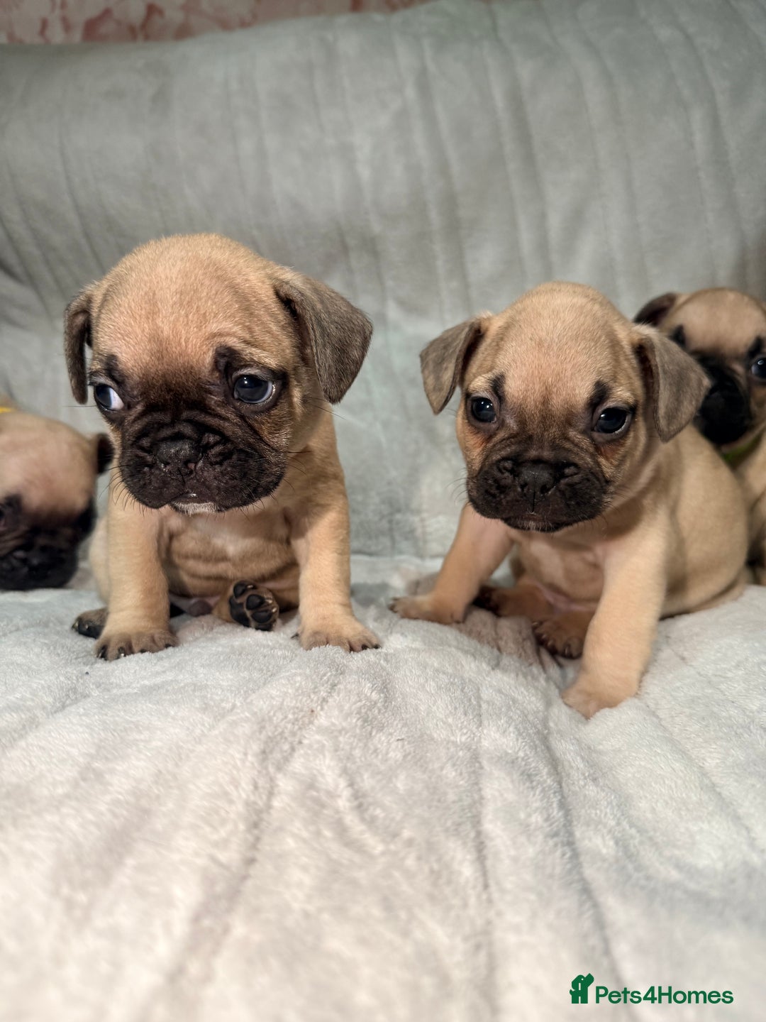 French Bulldog dogs for sale: Pedigree Mum Frenchy Pups-Gorgeous and ready soon! - Advert 35