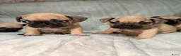French Bulldog dogs for sale: Pedigree Mum Frenchy Pups-Gorgeous  ! - Advert 35