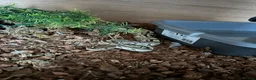 Python Snake reptiles for sale: Royal python and set up  in Witney - Advert 3