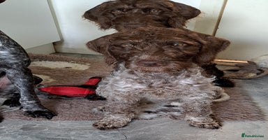 Mixed Breed dogs in Cumnock - Advert 2