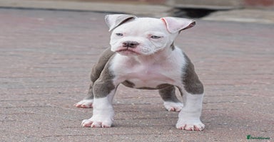 Old Tyme Bulldog dogs - Advert 8