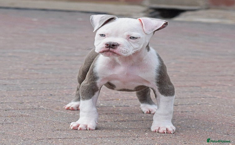 Old Tyme Bulldog dogs - Advert 15