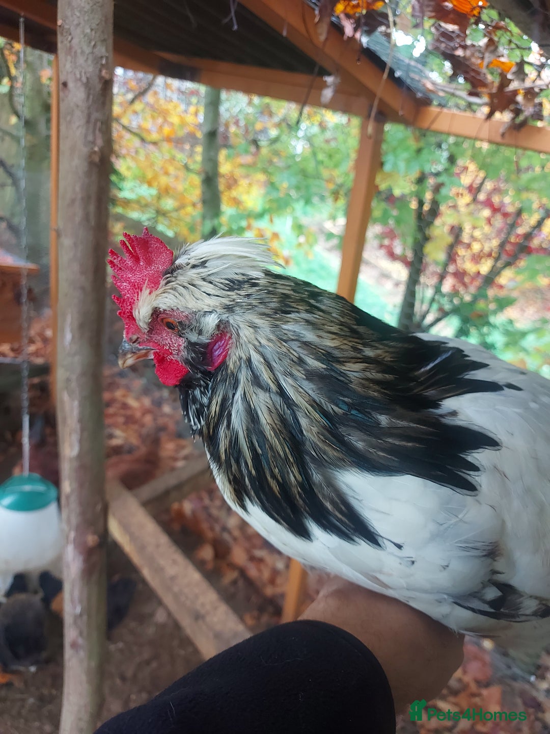 Chickens poultry for sale: More cockerel for sale - Image 16