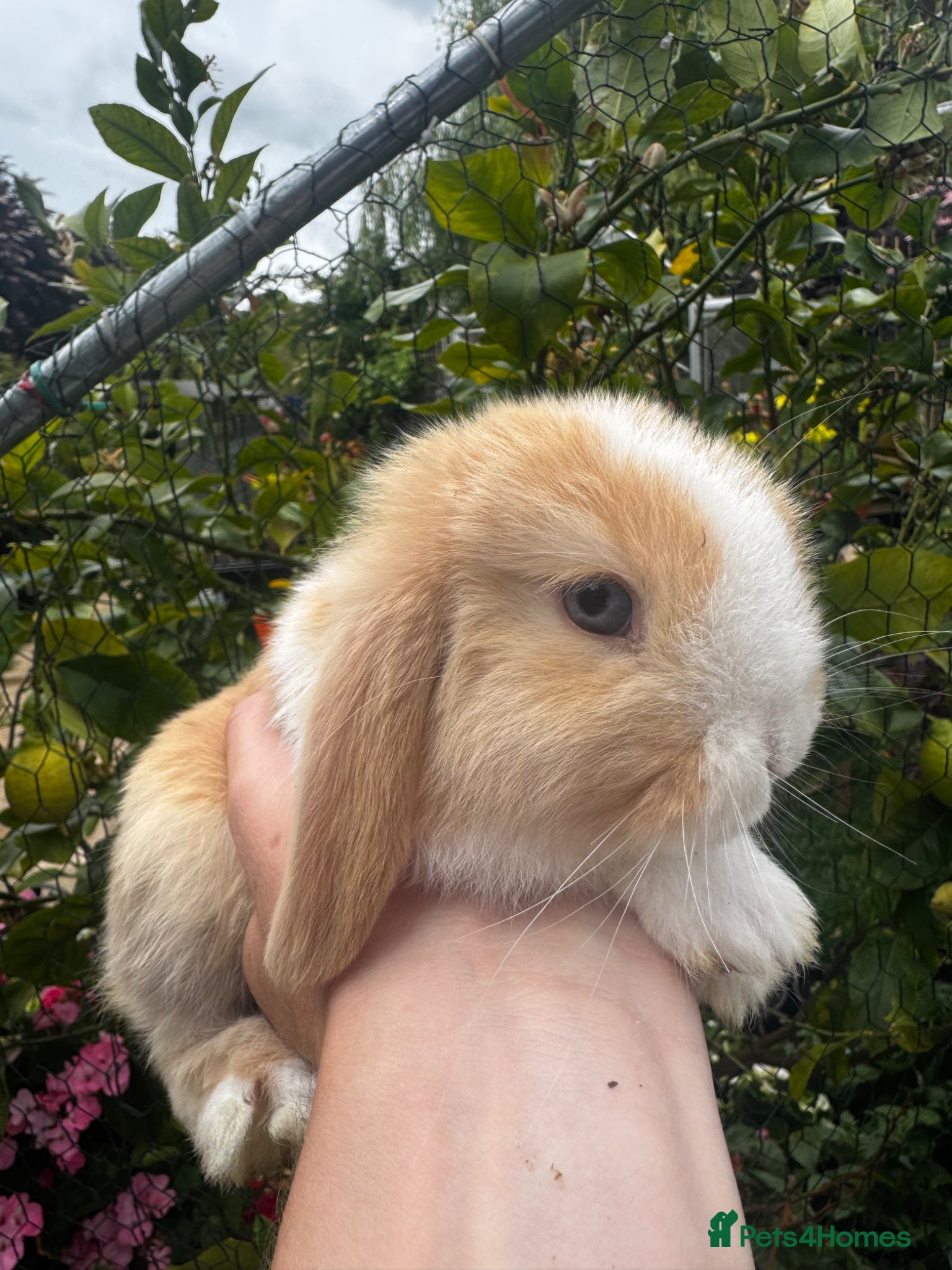 Mixed Breed rabbits Beautiful litter of 4 girls holland cross mini lop - Advert 22