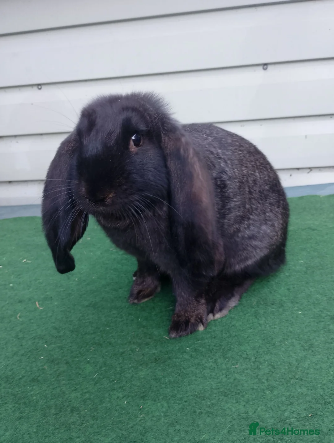 French Lop rabbits for sale: Baby French Lop - ready now  - Advert 2