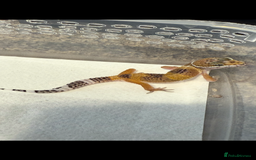 Leopard Gecko reptiles for sale: Baby Leopard geckos - Image 7