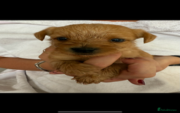 Yorkshire Terrier dogs for sale: Full breed yorkshire terrier puppies - Image 2
