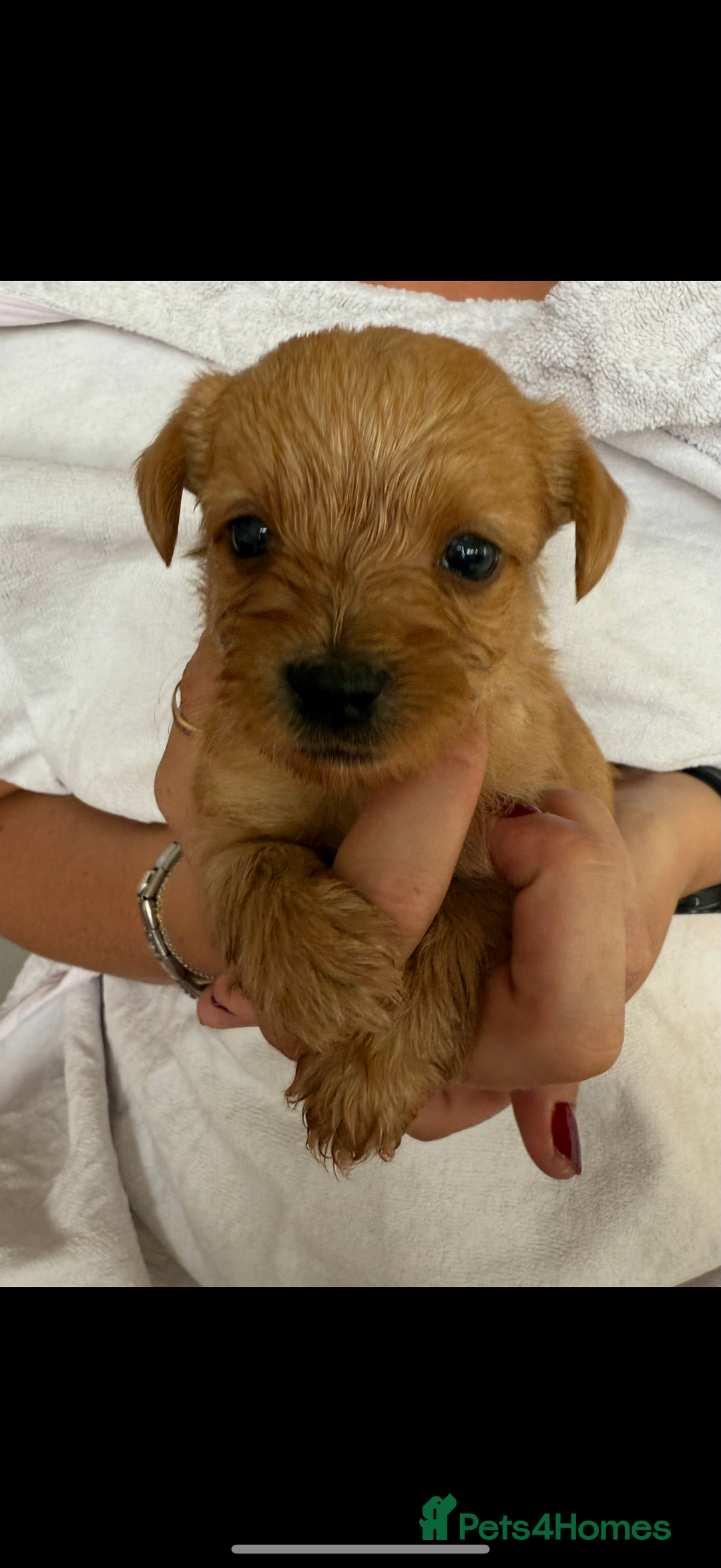 Yorkshire Terrier dogs for sale: Full breed yorkshire terrier puppies - Image 2
