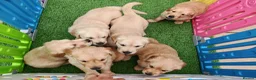 Golden Retriever dogs for sale: READY TO RESERVE  in Bradford - Advert 6