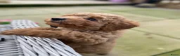 Miniature Poodle dogs for stud: Small RKC registered Miniature Phantom Poodle - Advert 18
