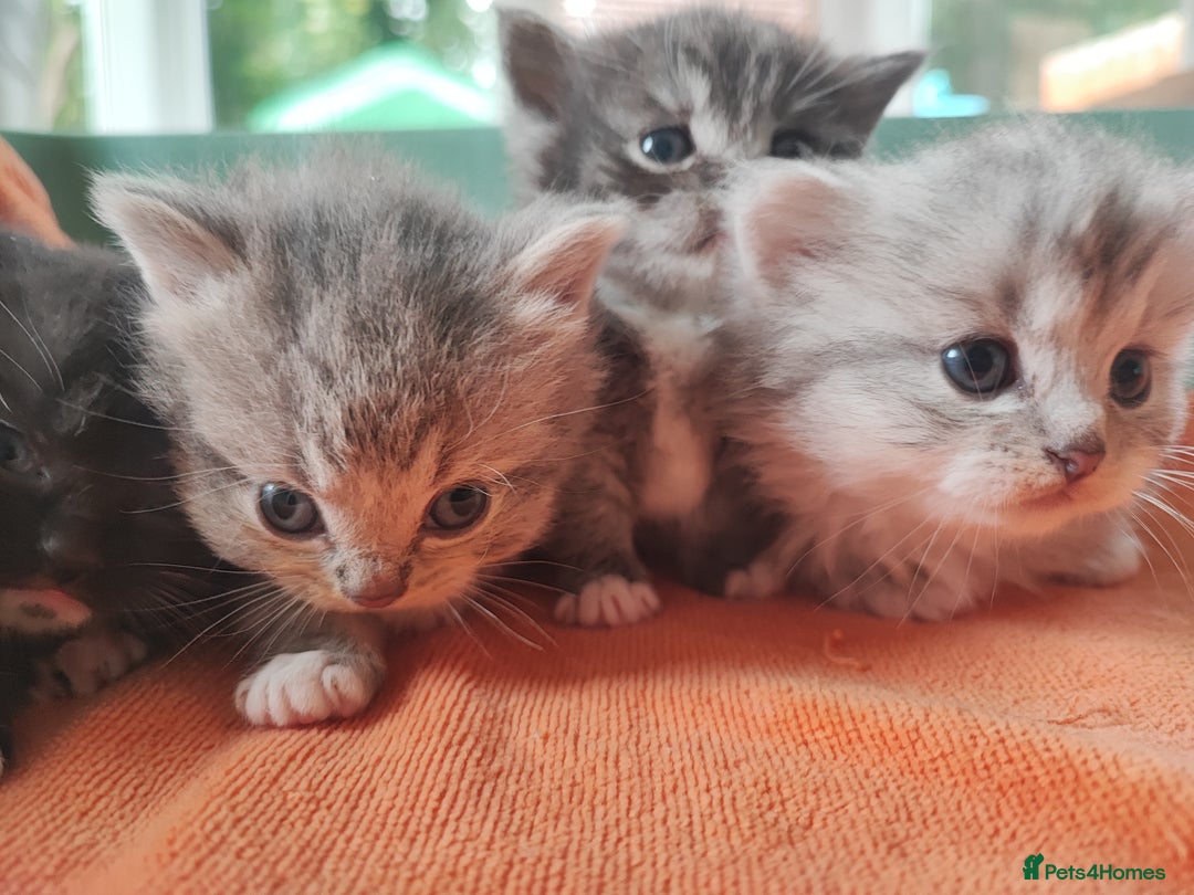 Devon Rex cats for sale: Munchkin x Devon rex  - Image 2