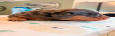 Miniature Dachshund Puppy 2
