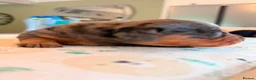 Miniature Dachshund dogs for sale: Stunning KC Registered Miniature Dachshund Puppies - Advert 6