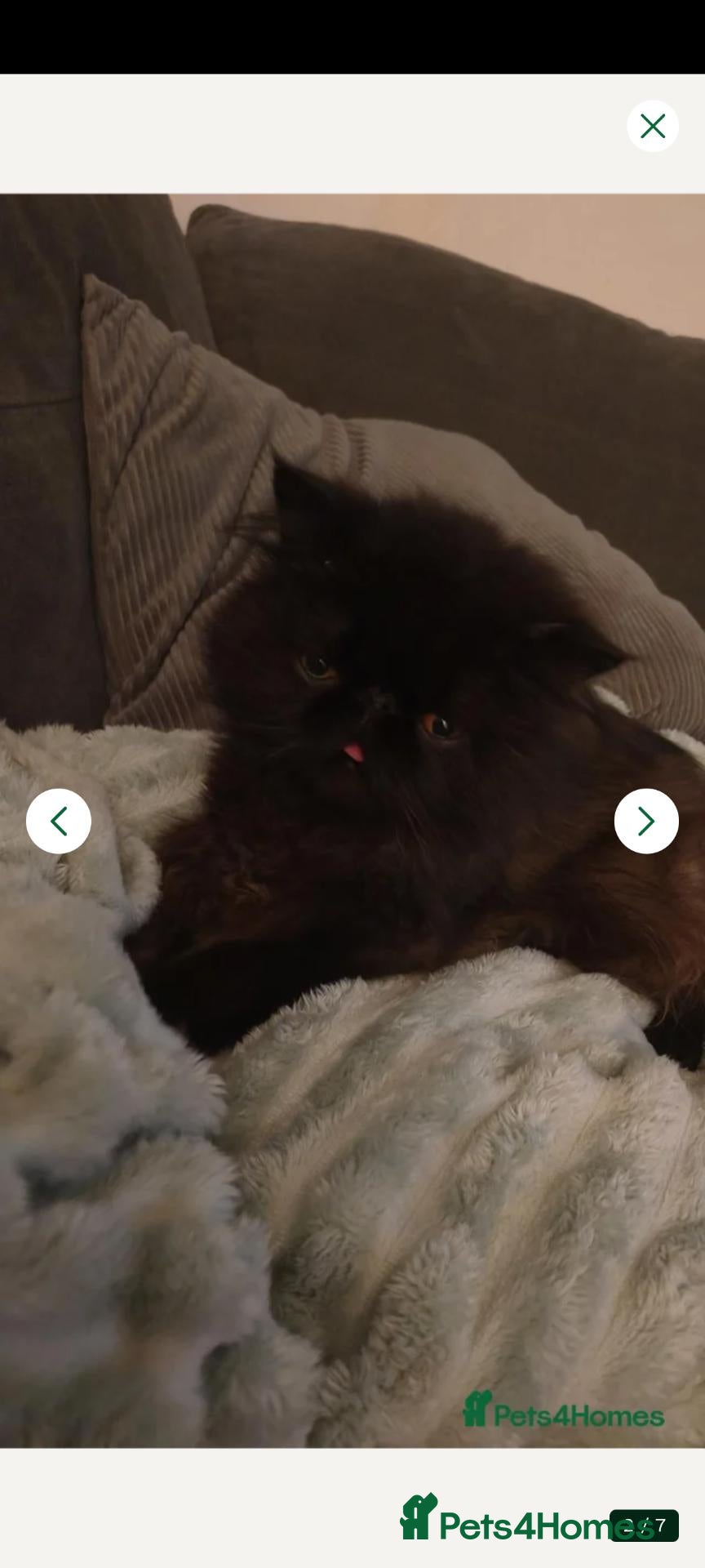 Persian cats Persian boy for sale  - Advert 2