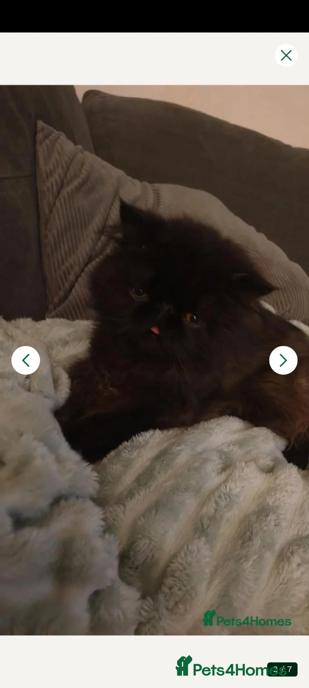 Persian cats for sale: Persian boy for sale  - Advert 1