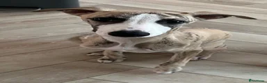 Whippet 1