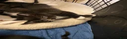 Mixed Breed cats for sale: Gorgeous kittens needing loving homes - Advert 7