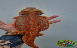 Bearded Dragon reptiles for sale: Bearded dragon Holdback release at HT exotics! - Image 5