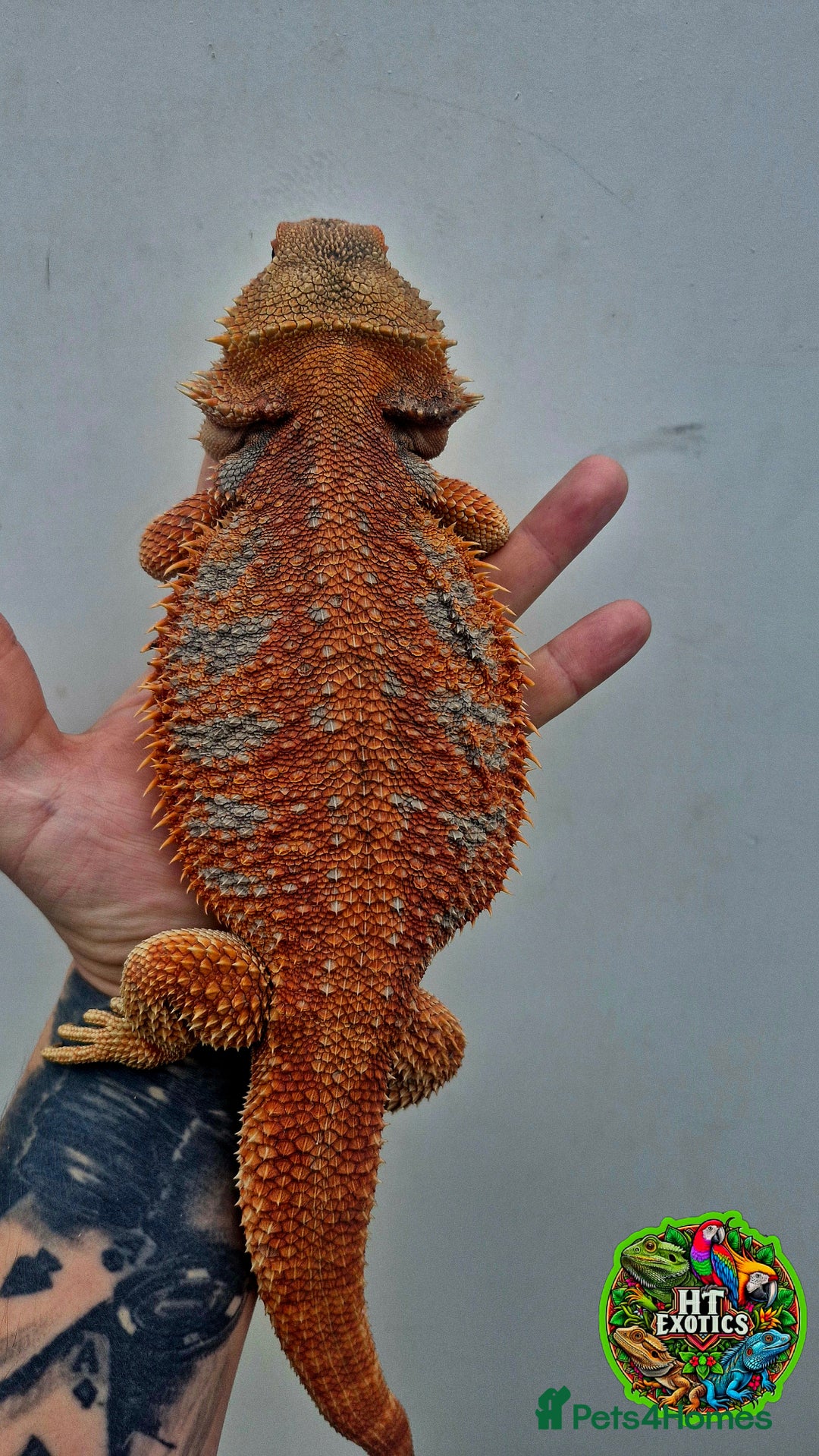 Bearded Dragon reptiles for sale: Bearded dragon Holdback release at HT exotics! - Image 5