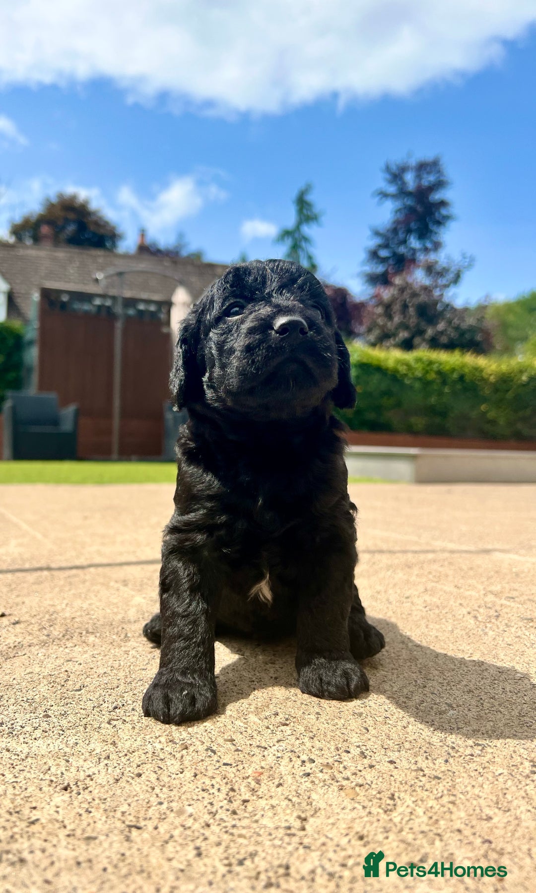 Labradoodle dogs for sale: Gorgeous Litter of F1 Labradoodle Puppies  in Lydbury North - Image 10