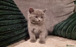British Shorthair cats for sale: Beautiful chunky BSH kittens - Advert 13