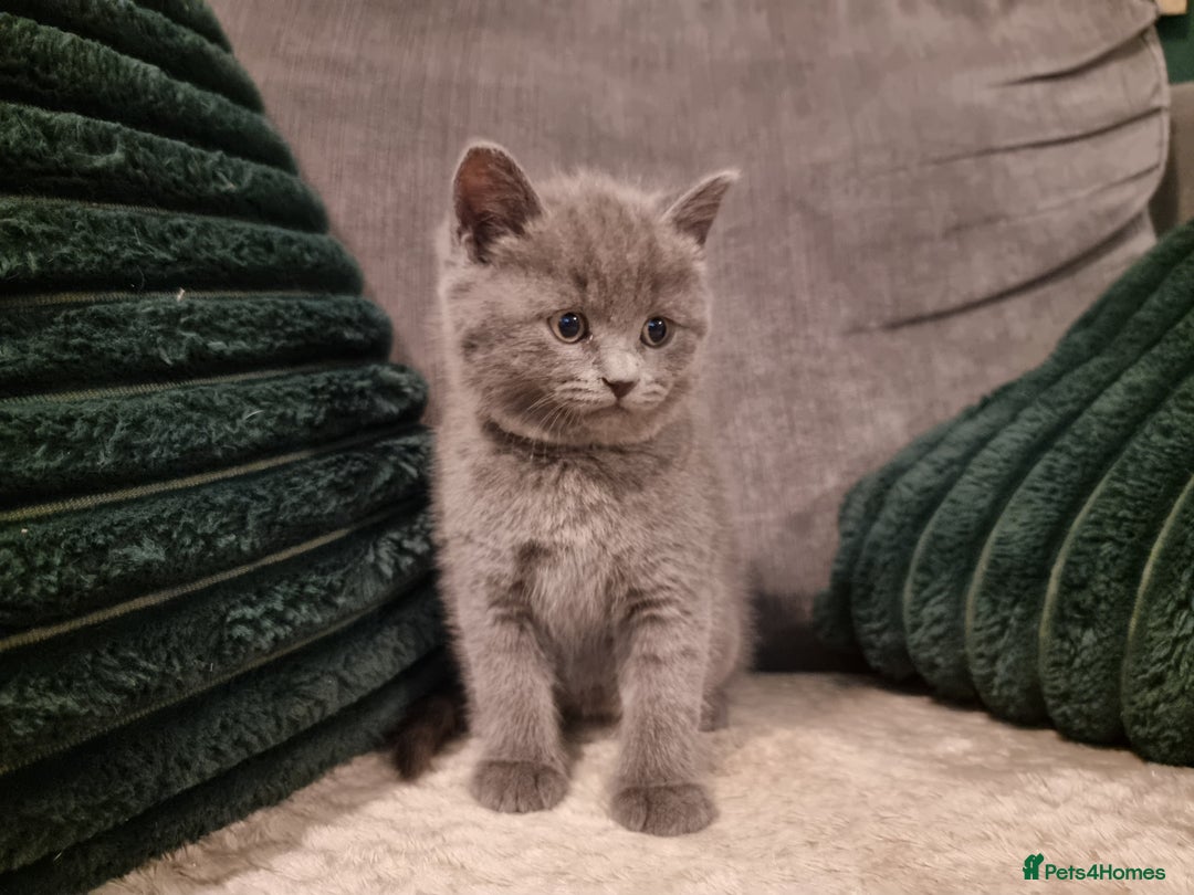 British Shorthair cats for sale: Beautiful chunky BSH kittens - Advert 13