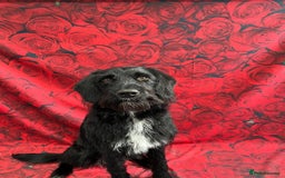 Labradoodle dogs for stud: F1b Miniature Labradoodle (Fully Health Tested) - Image 7