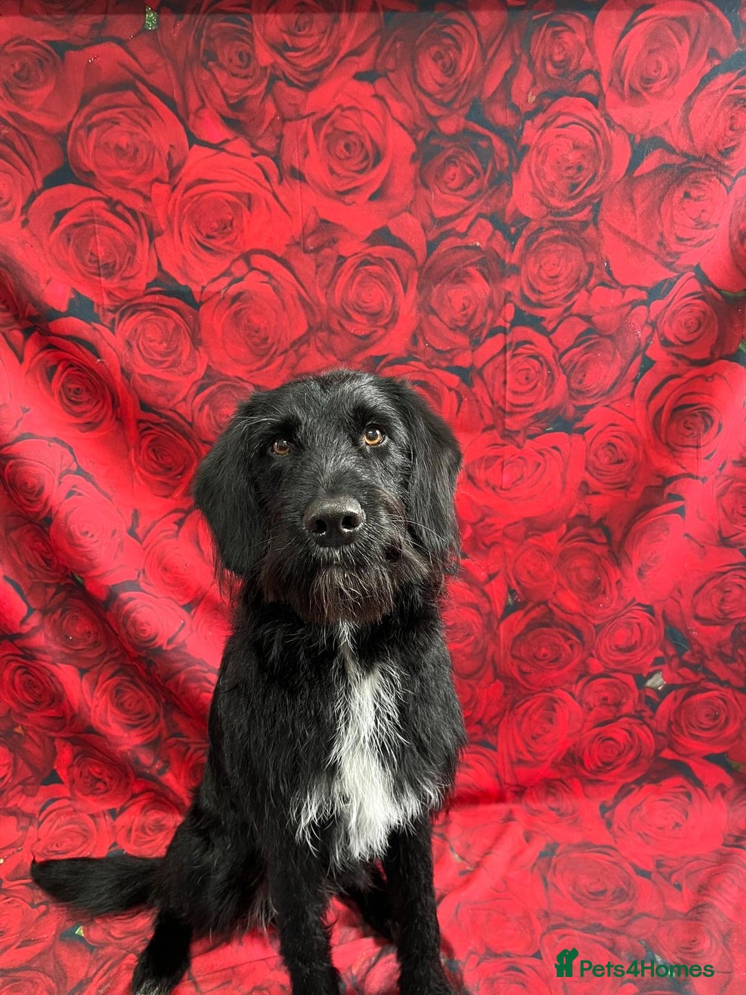 Labradoodle dogs for stud: F1b Miniature Labradoodle (Fully Health Tested) - Image 7