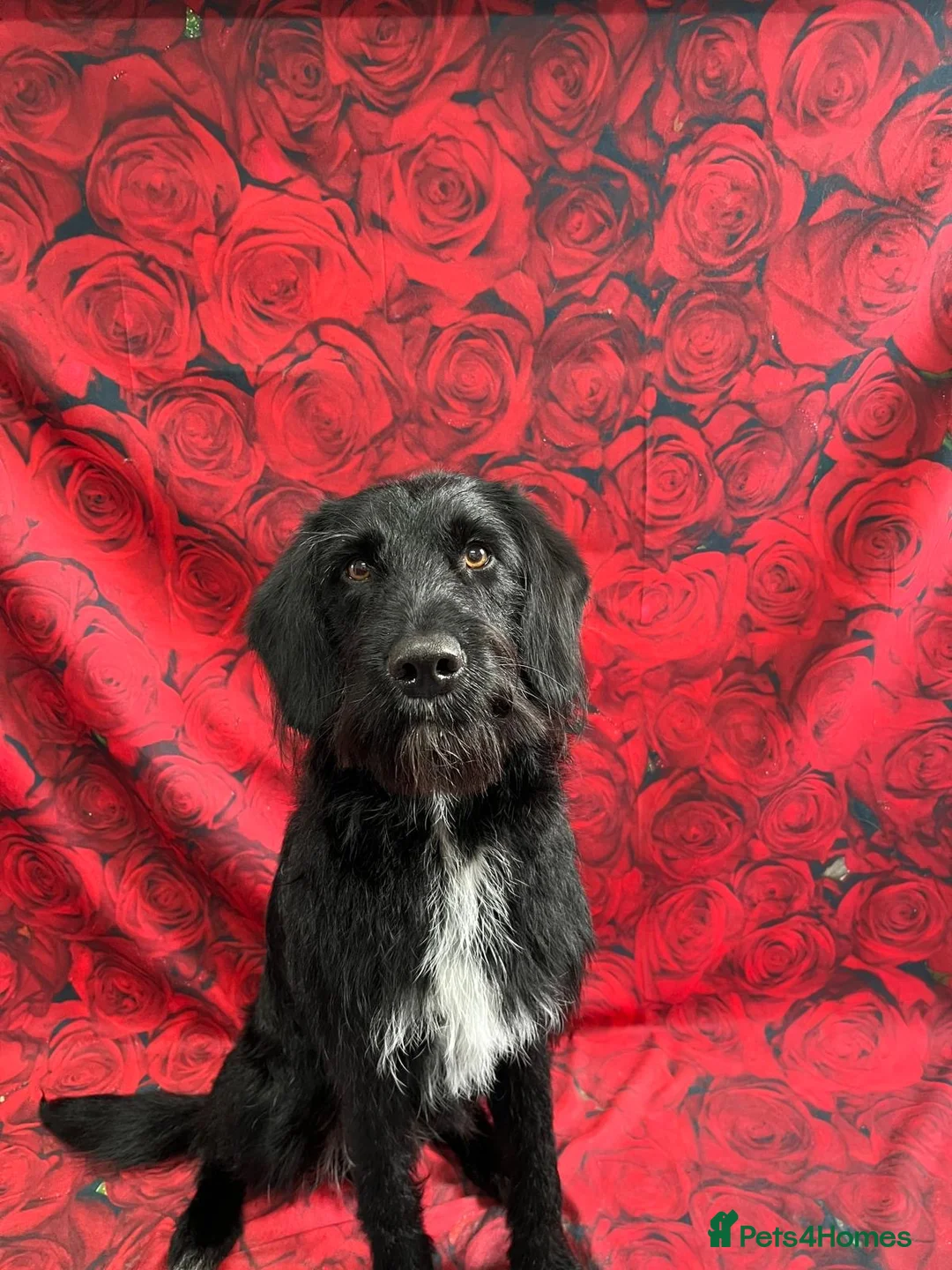 Labradoodle dogs for stud: F1b Miniature Labradoodle (Fully Health Tested) - Advert 36