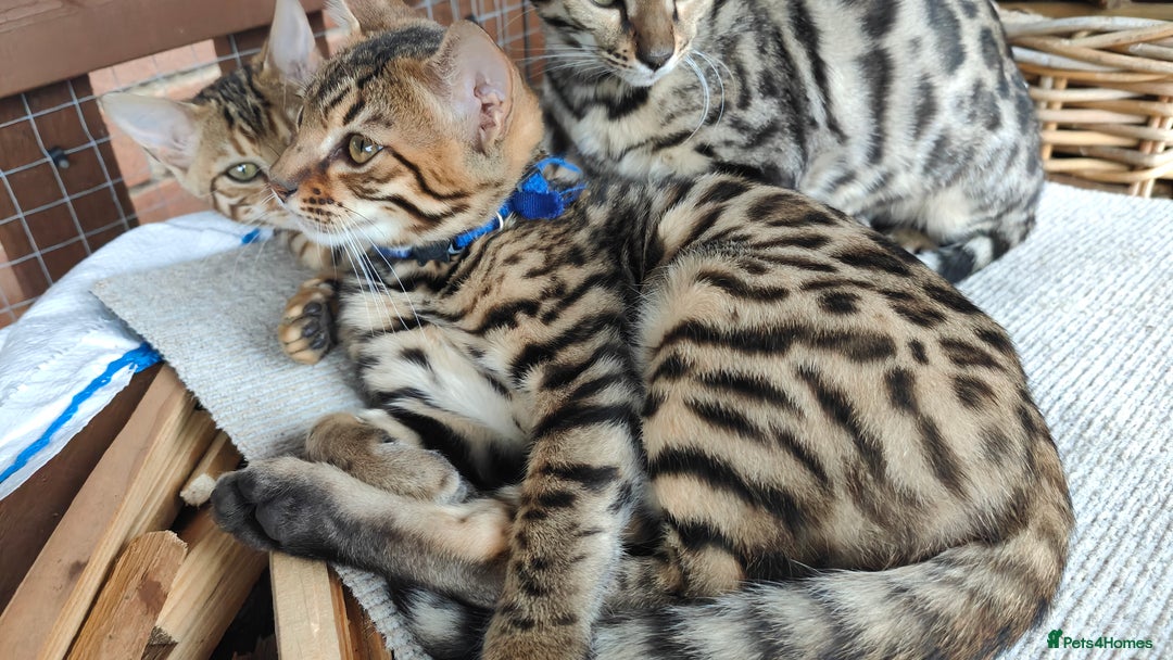 Bengal cats for sale: 1no. Female & 1no. Male Bengal Kittens available - Image 21