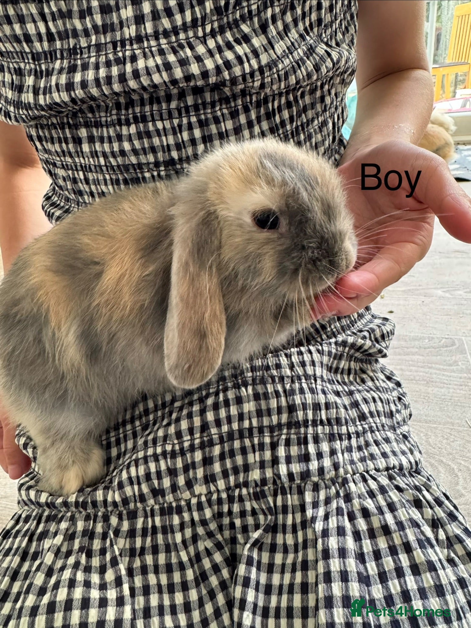 Mini Lop rabbits 13 baby bunnies -two litters ready mid-end of July - Advert 3