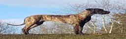 Great Dane dogs for sale: Only 1 girl left - Stunning Brindle Great Dane pup - Advert 5