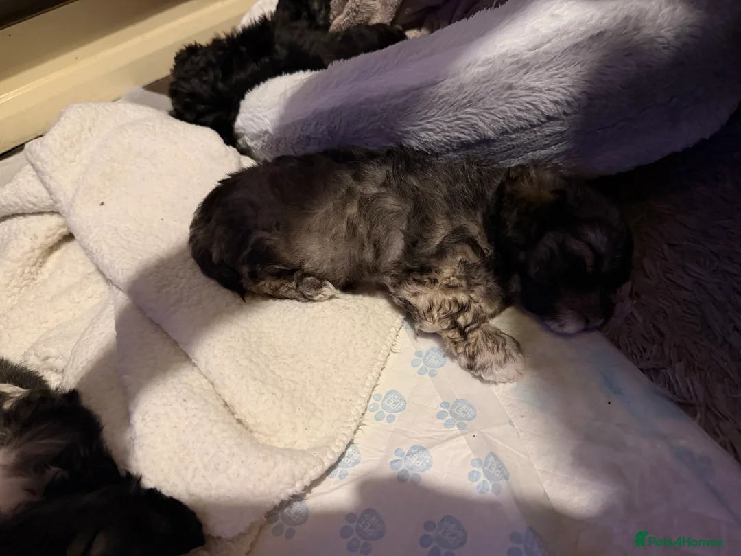 Mixed Breed dogs for sale: Chinese Crested X Shih Tzu - Advert 5