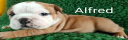 English Bulldog dogs for sale: KC Reg.English Bulldog puppies - Advert 9