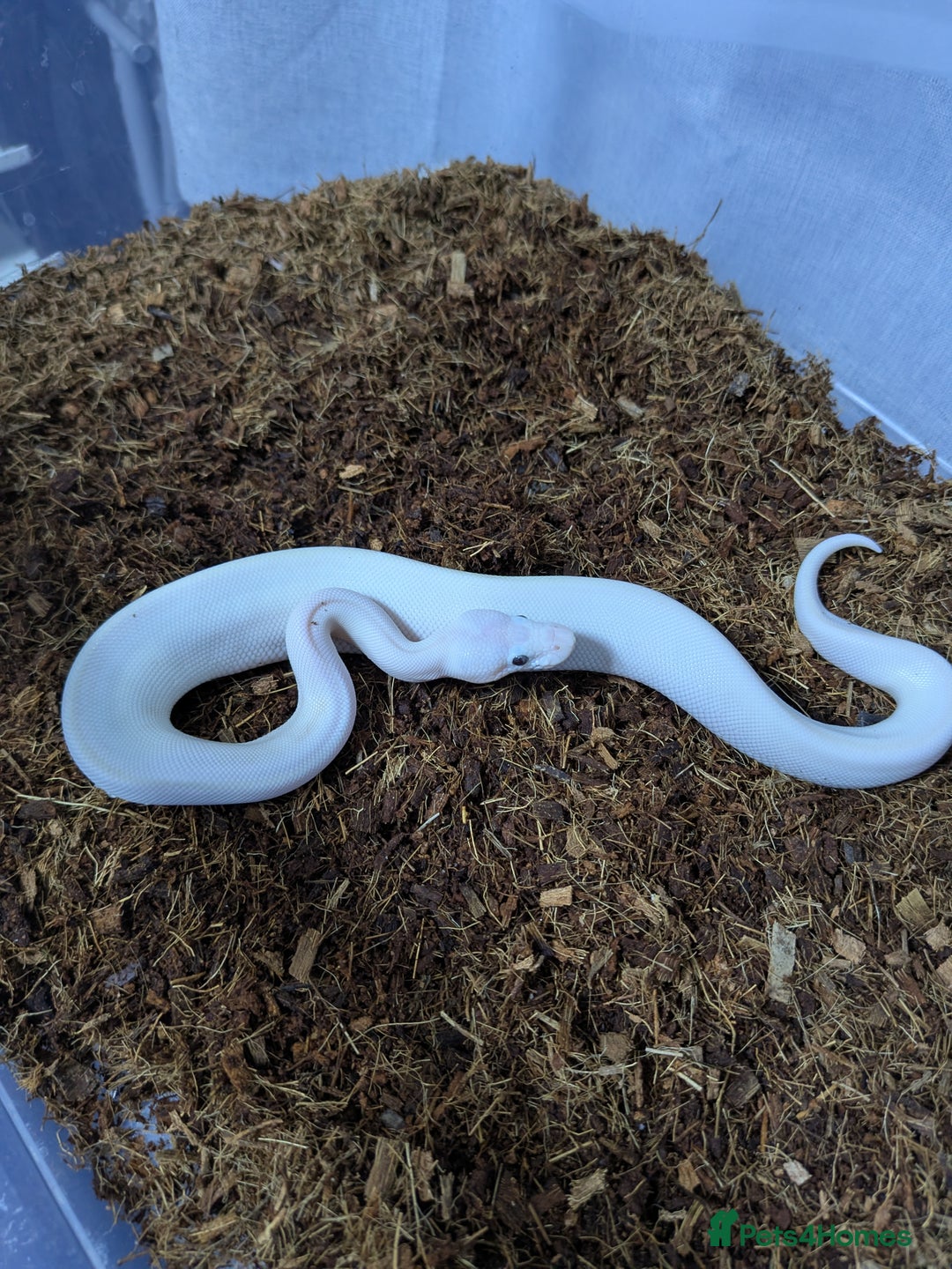 Snake reptiles for sale: Banana blue eyed leucistic  - Image 3