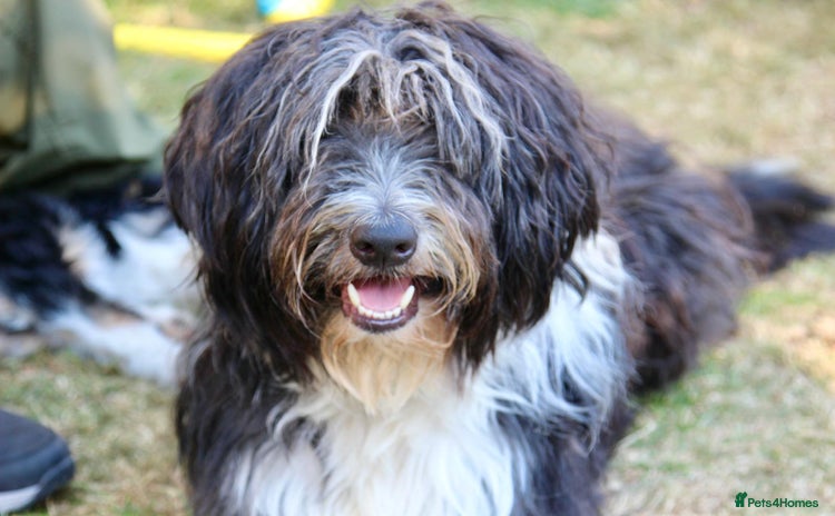 Bearded Collie dogs - Advert 1