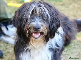 Bearded Collie dogs Working Bearded Collie for Stud. - Advert 8