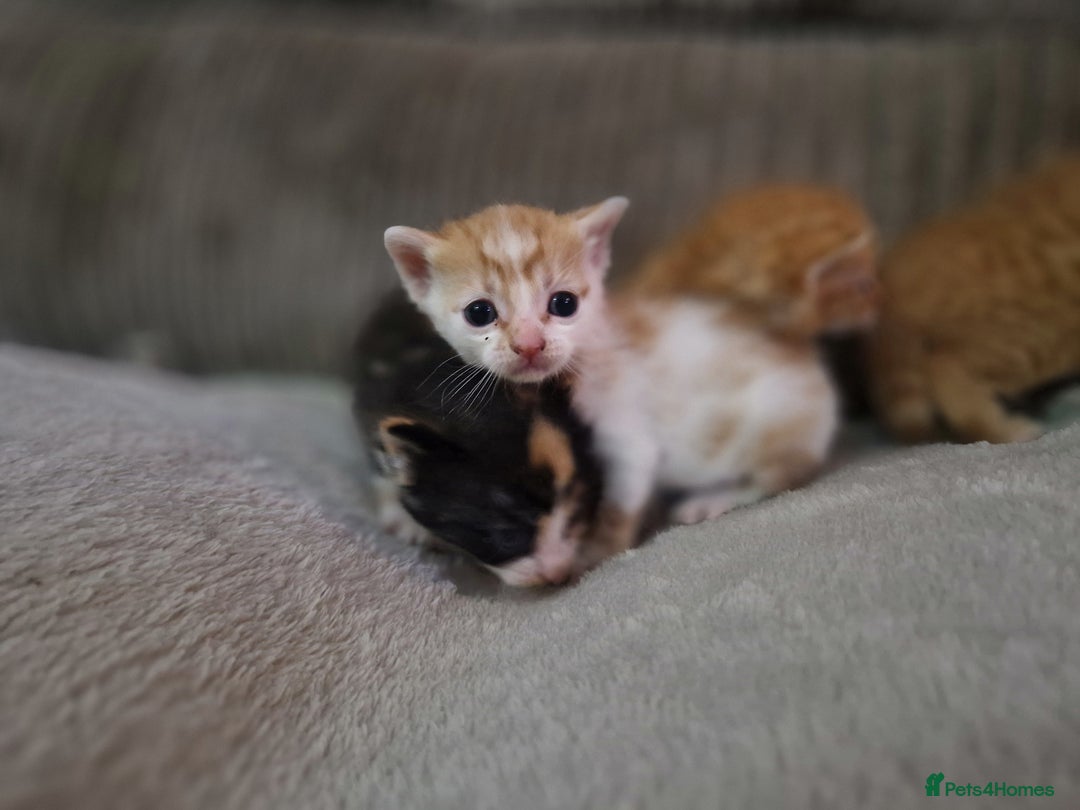 Mixed Breed cats for sale: 1 beautiful ginger&white kitten - Advert 2