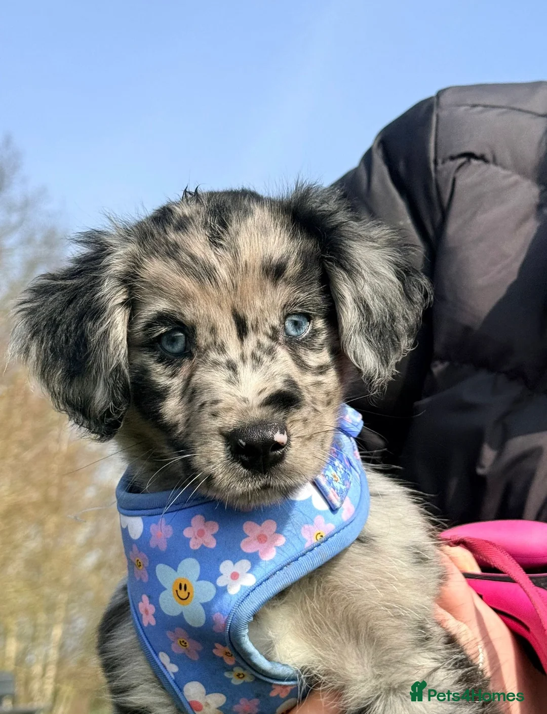 Mixed Breed dogs for sale: Stevie  - Advert 2