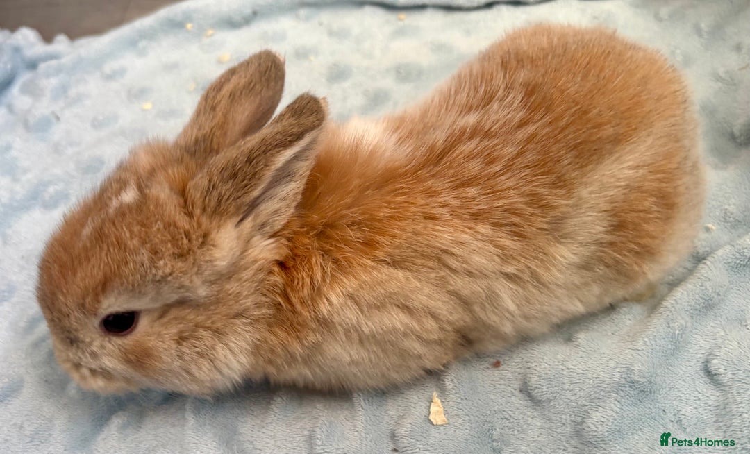 Mini Lop rabbits for sale: Beautiful Mini Lop Baby Bunnies 🐰 - Advert 21