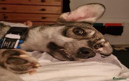 Mixed Breed dogs for adoption: Frankie for adoption - Image 1
