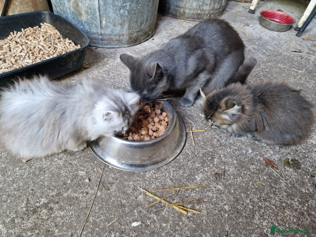 British Longhair cats for sale: Stunning kittens - Image 9