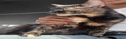 Mixed Breed cats for sale: Domestic shorthair female kittens - Advert 3