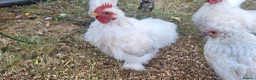 Chickens poultry for sale: Porcelain Pekin Banties Cockerels - Advert 4