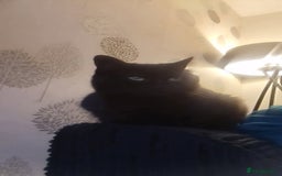 Domestic Shorthair cats for sale: Male and females available - Image 4